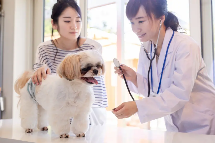 診察を受ける小犬